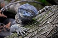 Rock monitor (Varanus albigularis) Royalty Free Stock Photo