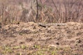 Rock monitor (Varanus albigularis) in South Africa Royalty Free Stock Photo