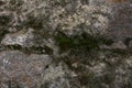 Rock and moss texture and background. Mossy stone background. Abstract texture and background for designers. Royalty Free Stock Photo