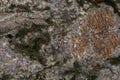 Rock and moss texture and background. Mossy stone background. Abstract texture and background for designers. Royalty Free Stock Photo