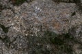 Rock and moss texture and background. Mossy stone background. Abstract texture and background for designers. Royalty Free Stock Photo