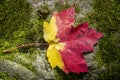 Yellow and Red Maple leaf on a rock with moss Royalty Free Stock Photo