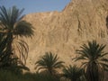 Rock mountain and palm trees in Egypt Royalty Free Stock Photo