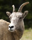 Rock Mountain Sheep