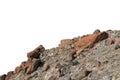 Rock mountain slope or top foreground close-up isolated on white background. Element for matte painting, copy space.