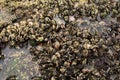 Overview of clustered mussels on a rock pool Royalty Free Stock Photo