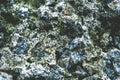 Rock. Natural background. A stone wall with a close-up of green moss Royalty Free Stock Photo