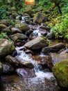 rock in the natural forest river Royalty Free Stock Photo