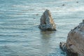 Rock in the Ocean and Birds. Large Group of Brown Pelicans Royalty Free Stock Photo