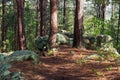 Rock Outcrop on Woodland Trail Royalty Free Stock Photo