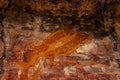 The ancient Australian Aborigines` rock painting of long-neck turtle in Ubirr, Kakadu National Park in Australia.