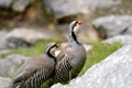 Rock partridge, alectoris graeca Royalty Free Stock Photo