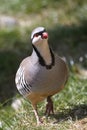 Rock partridge, alectoris graeca Royalty Free Stock Photo