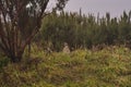 The rock partridge, Alectoris graeca, birds a bird on a hiking trail in the mountains of Madeira Royalty Free Stock Photo