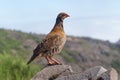 The rock partridge Alectoris graeca birds a bird on a hiking trail in the mountains of Madeira