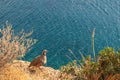 Rock partridge birds watching on sea coast, Greece