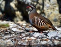 Rock patridge; greek partridge Royalty Free Stock Photo