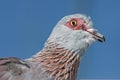 Rock Pidgeon Portrait Royalty Free Stock Photo