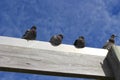 Rock Pidgeons Hanging out at the Boardwalk