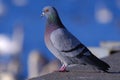 Rock pigeon Royalty Free Stock Photo