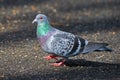 Rock Pigeon Royalty Free Stock Photo