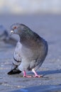 Rock pigeon Royalty Free Stock Photo