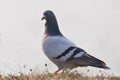 Rock Pigeon Royalty Free Stock Photo