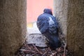 Rock pigeon in battlement crenel, in old castle, sleeping, with nest straws behind him - close up