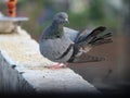 Rock pigeon birds beauty