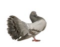 Rock Pigeon - Columba livia