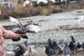 rock pigeon Columba livia eating from child's hand Royalty Free Stock Photo