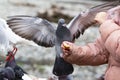 rock pigeon Columba livia eating from child's hand Royalty Free Stock Photo