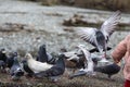 rock pigeon Columba livia eating from child's hand Royalty Free Stock Photo