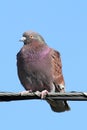 Rock Pigeon (Columba livia)
