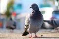 Rock pigeon in frontal view waiting on the ground in front of a blurry urban background in the sun and looking to