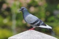 Rock pigeon Columba livia Male Beautiful Birds of Thailand Royalty Free Stock Photo