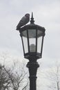 A rock pigeon - Columba livia - perched on the top of a vintage street lamp on a New York City street Royalty Free Stock Photo