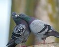 Rock pigeon couple in love