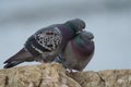 Rock pigeon couple in love