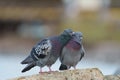 Rock pigeon couple in love