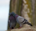 Rock pigeon couple in love