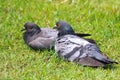 Rock pigeon Rock dove Columba livia Beautiful Birds of Thailand Royalty Free Stock Photo