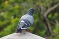 Rock pigeon Rock dove Columba livia Male Beautiful Birds of Thailand
