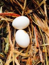 Rock pigeon egg Royalty Free Stock Photo