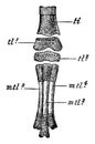 Rock Pigeon Embryo Foot, vintage illustration