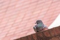 Rock Pigeon or Feral Pigeon Columba livia sitting on the roof.