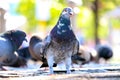 Rock pigeon n frontal view sitting on cobblestones in front of a group of blurry pigeons in berlin