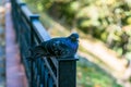 Rock pigeon in the Park. Royalty Free Stock Photo