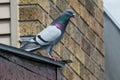 Feral Pigeon - Columba livia domestica Royalty Free Stock Photo