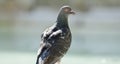 Rock Pigeon portrait Royalty Free Stock Photo